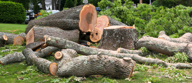 Best Emergency Tree Removal  in Stanford, CA
