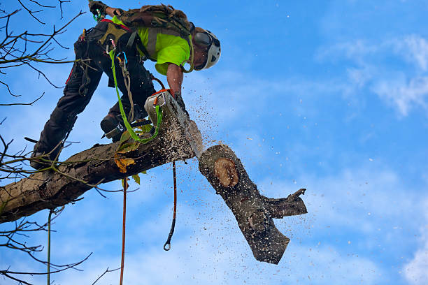 Best Tree and Shrub Care  in Stanford, CA