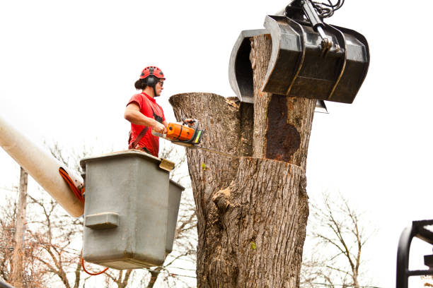 Mulching Services in Stanford, CA